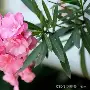 叶荣添今天的微博(叶荣添最新博客文章)